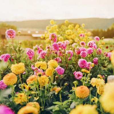Where is the Best Place to Plant Dahlias? image
