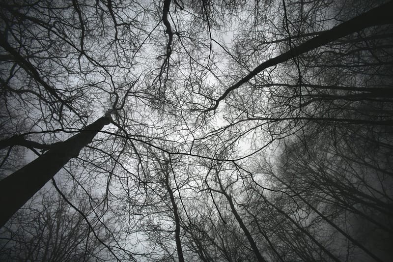 Ultra grand angle et contre plongée. La nature