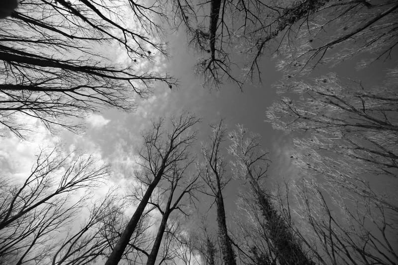 Ultra grand angle et contre plongée. La nature