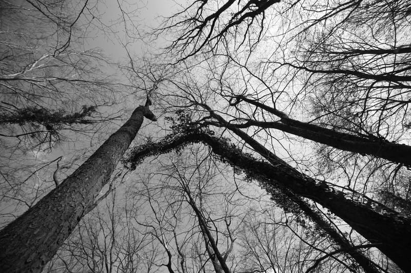 Ultra grand angle et contre plongée. La nature