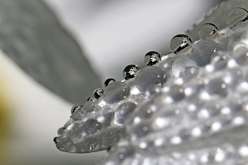 Perles de rosée matinale.