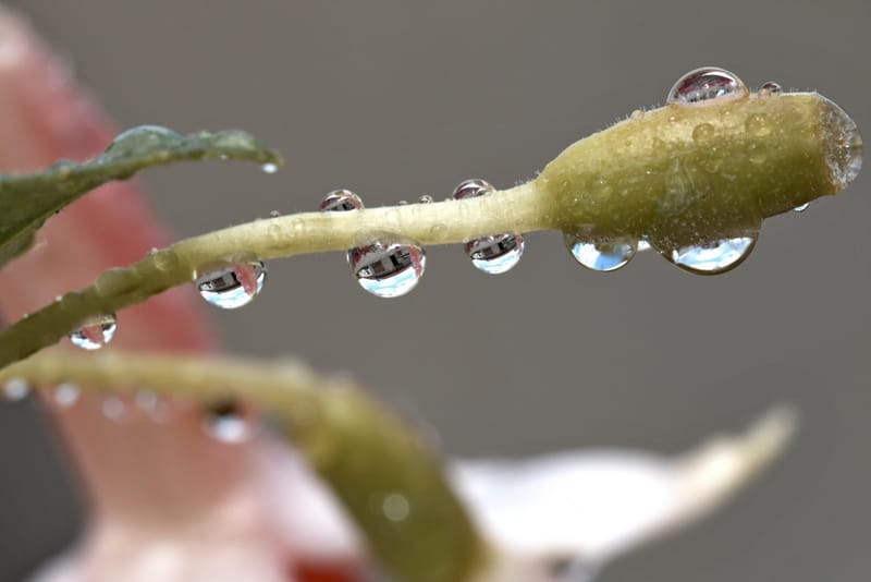 Perles de rosée matinale.