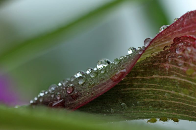 Perles de rosée matinale.