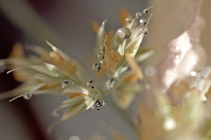 Perles de rosée matinale.