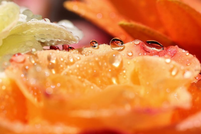 Perles de rosée matinale.