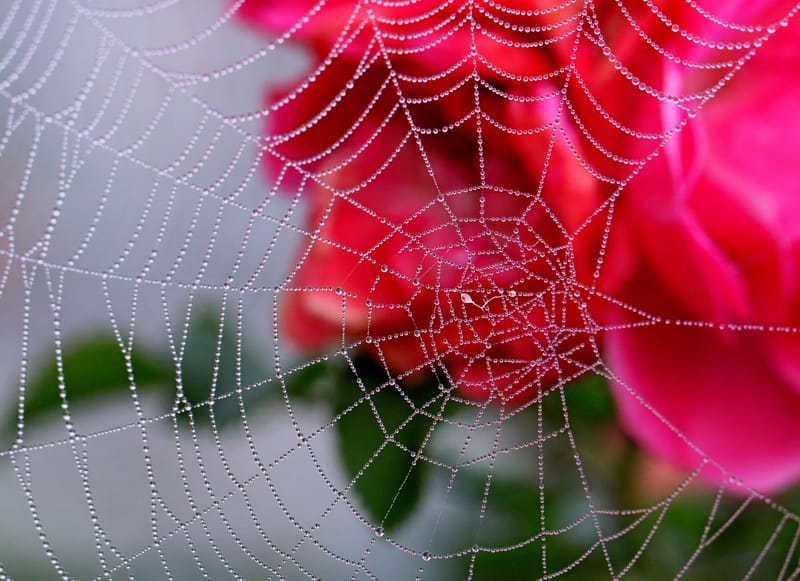 Perles de rosée matinale.