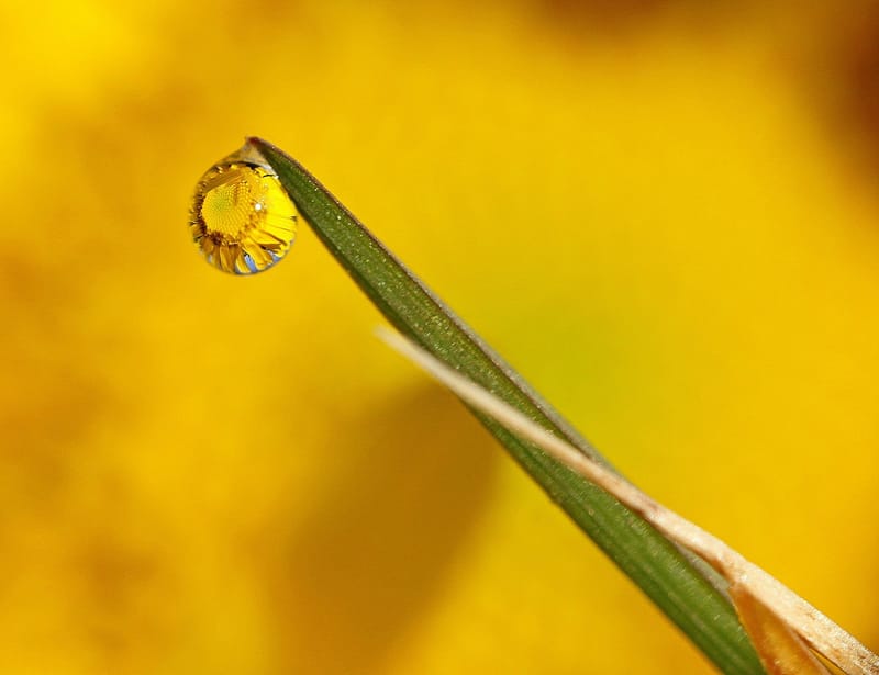 Perles de rosée matinale.