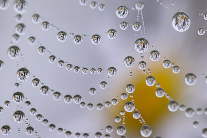 Perles de rosée matinale.