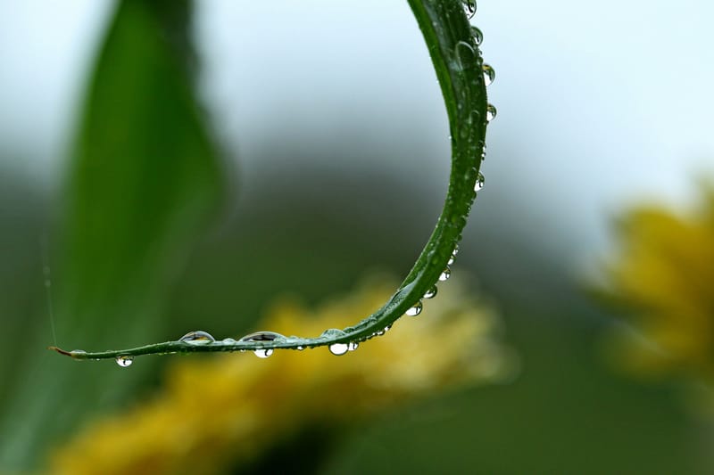 Perles de rosée matinale.