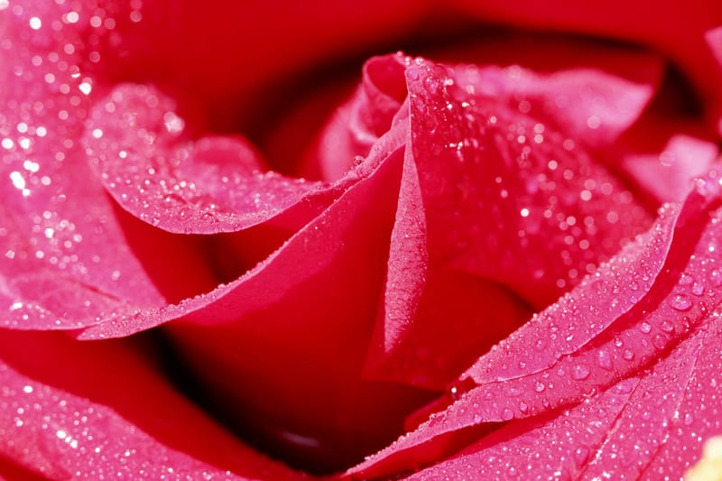 Perles de rosée matinale.