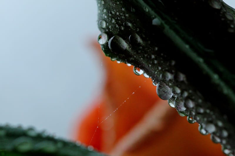 Perles de rosée matinale.
