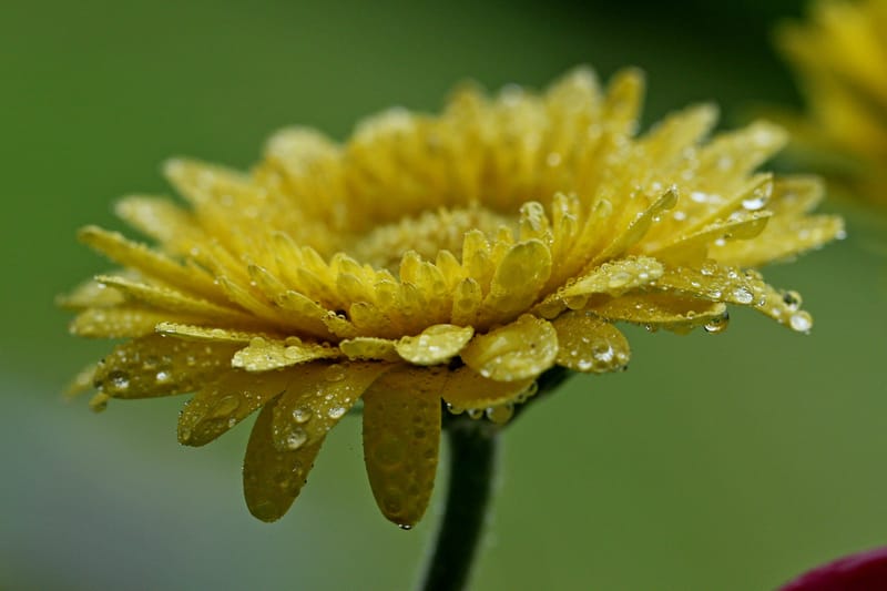 Perles de rosée matinale.