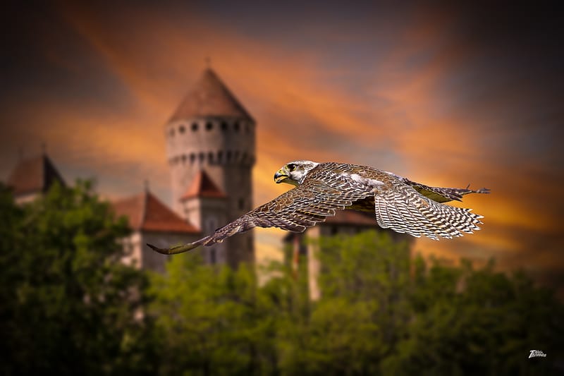 IMAGES'IN - SERRES CELESTES