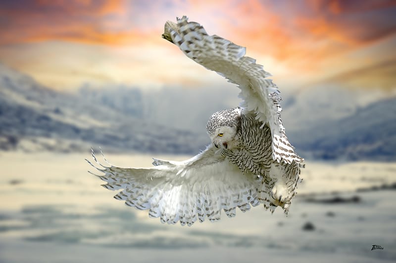 IMAGES'IN - SERRES CELESTES