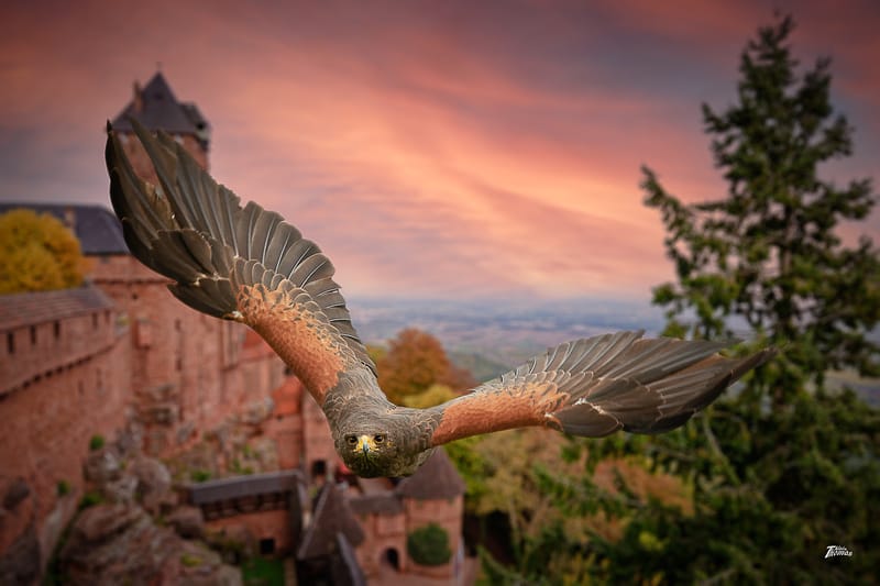 IMAGES'IN - SERRES CELESTES