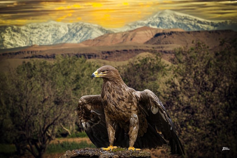 IMAGES'IN - SERRES CELESTES