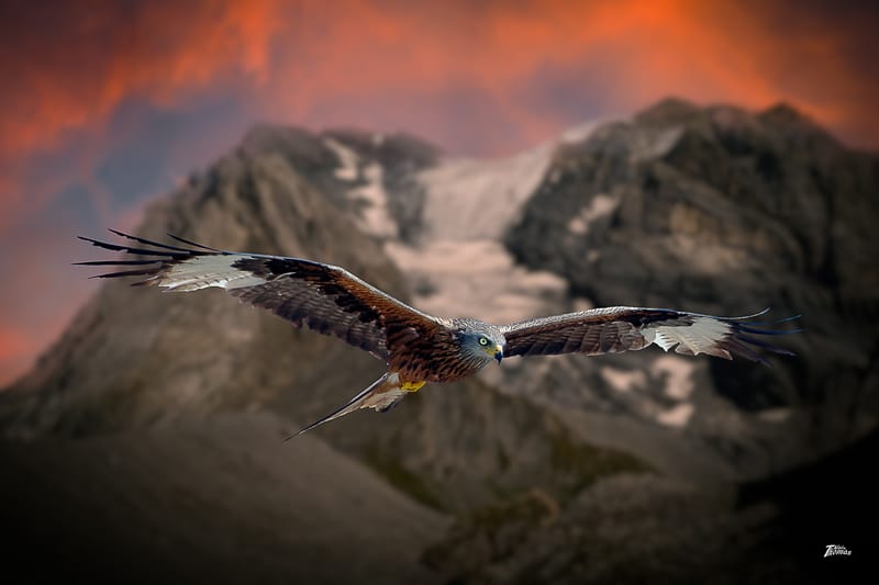 IMAGES'IN - SERRES CELESTES