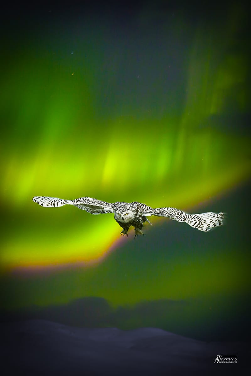 IMAGES'IN - SERRES CELESTES