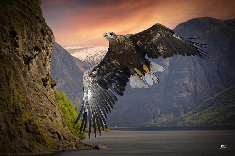 IMAGES'IN - SERRES CELESTES