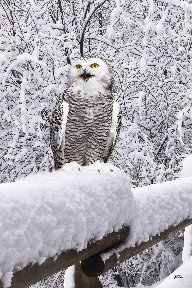 IMAGES'IN - SERRES CELESTES