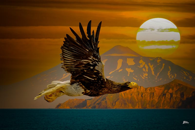 IMAGES'IN - SERRES CELESTES