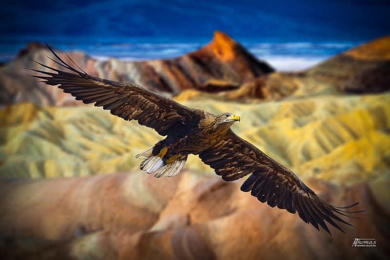 IMAGES'IN - SERRES CELESTES