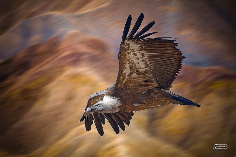 IMAGES'IN - SERRES CELESTES