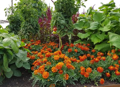 THE BEST OF THE REST