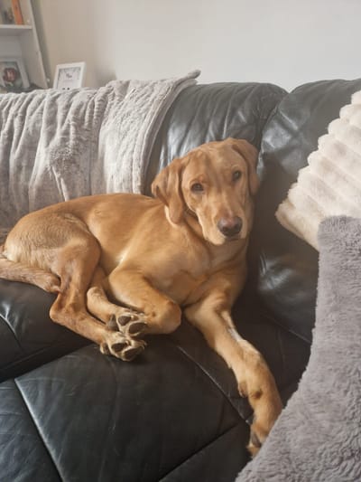 Murphys’ story - A day in the life of a puppy with hip dysplasia.                       Part 1: The first few months with Murphy