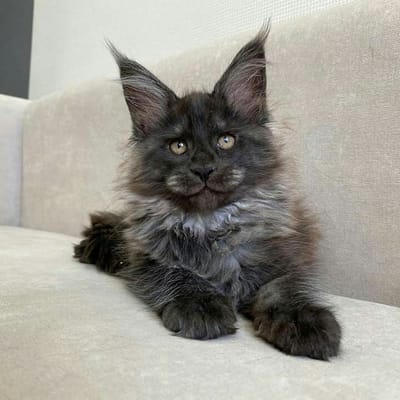 About The Store image