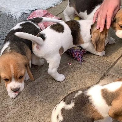 About The Store image