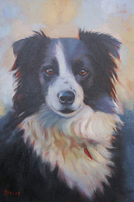 Border collie