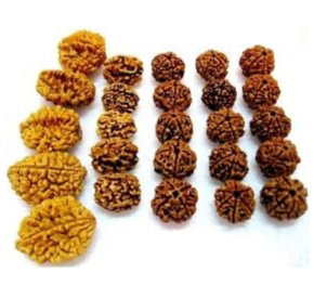 RUDRAKSH  2, 3,4,5,6 FACES