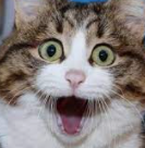 FACES!!!!!!!!!!!!!!!