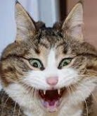 FACES!!!!!!!!!!!!!!!