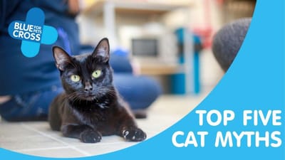 Cat Myths image