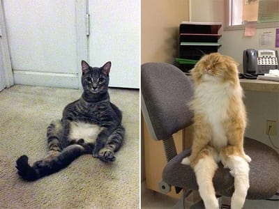 Cat Jokes image