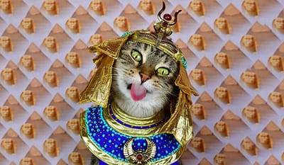 The History Of Cats image