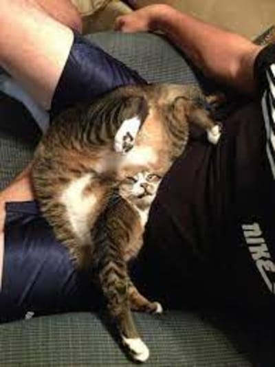 Grouping cats image