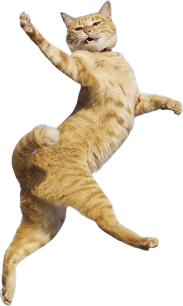 Cat World
