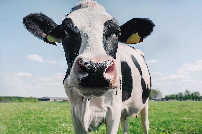Farm Animals