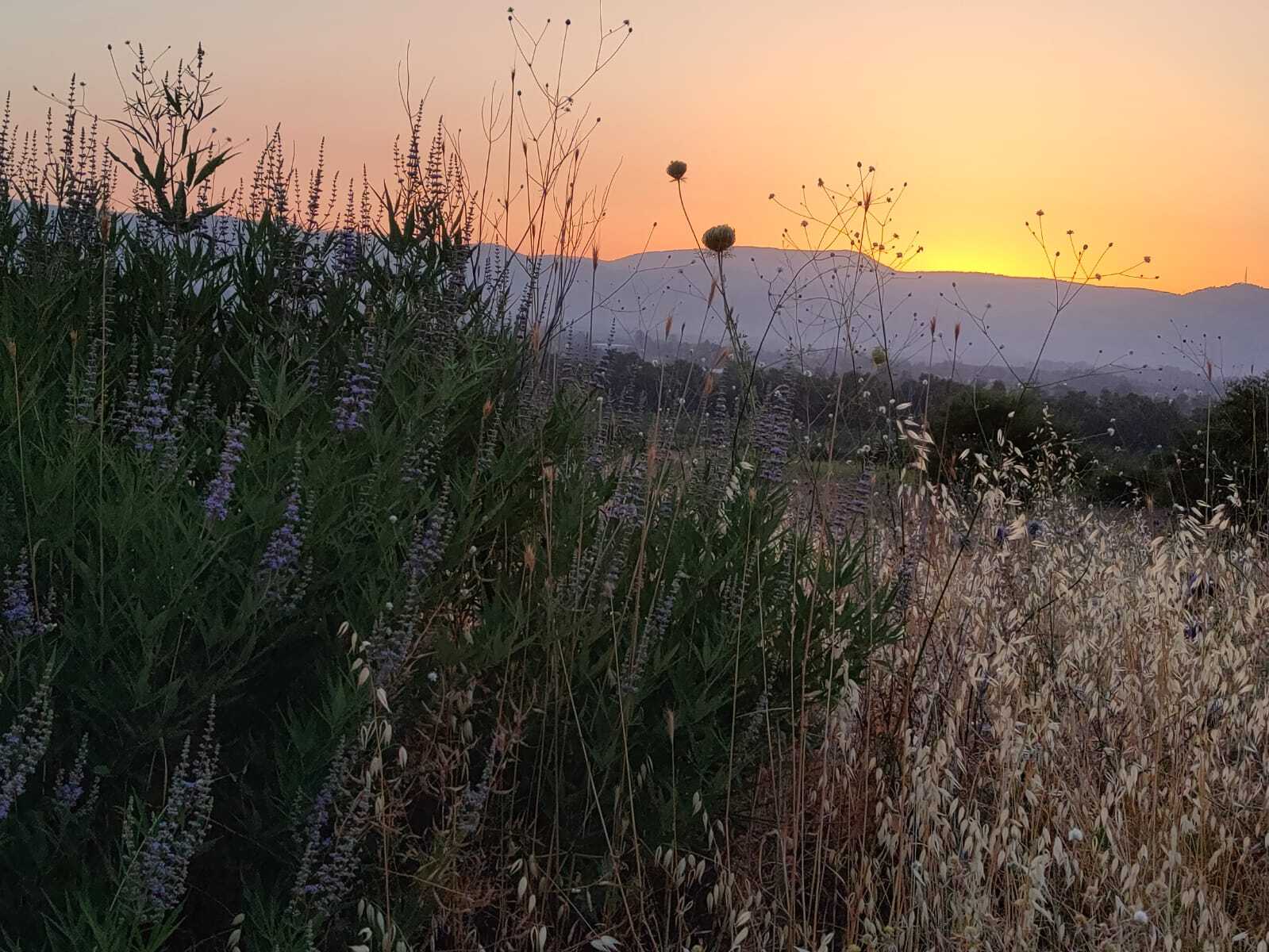 אזור הג'ילבון