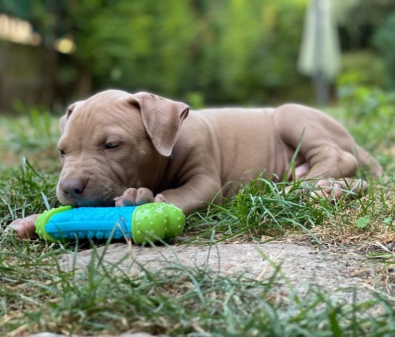 Cuccioli e Cucciolotti