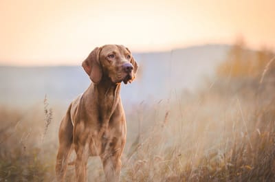 Woher wissen Sie, ob Sie Ihren Hund entwurmen müssen?