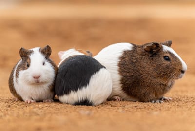 Was ist das richtige Futter für Nagetiere?