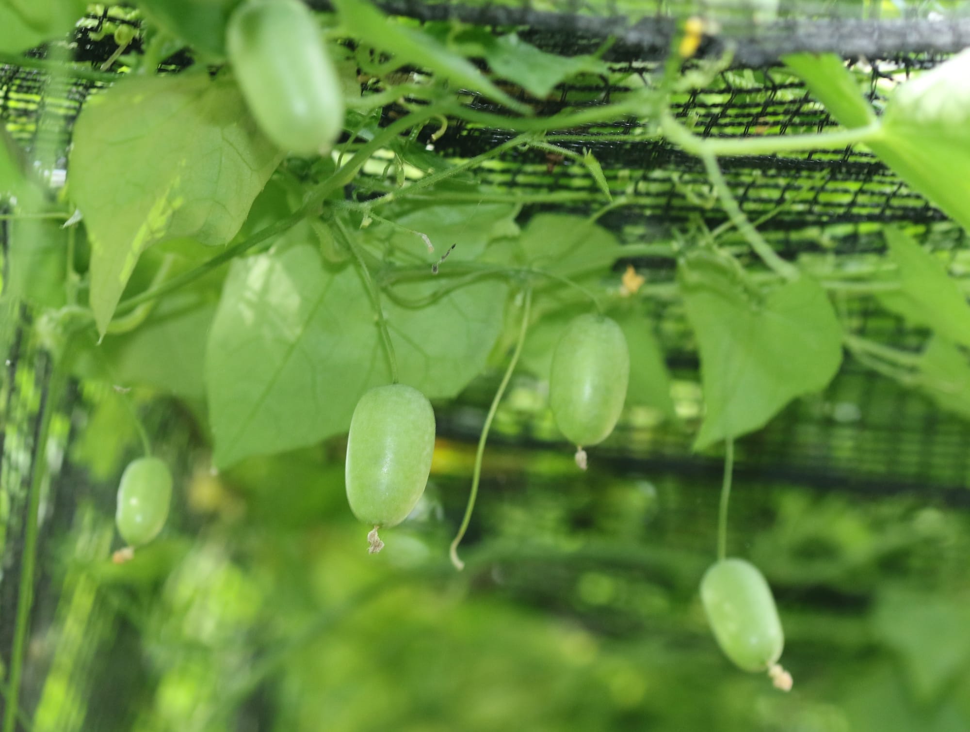 Edible plants in the food forest