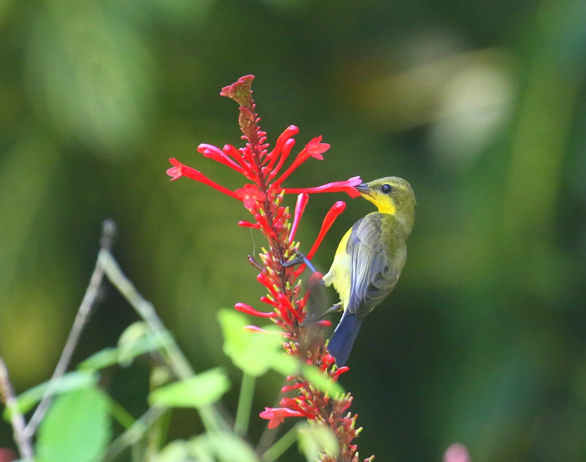 Wildlife friendly plants