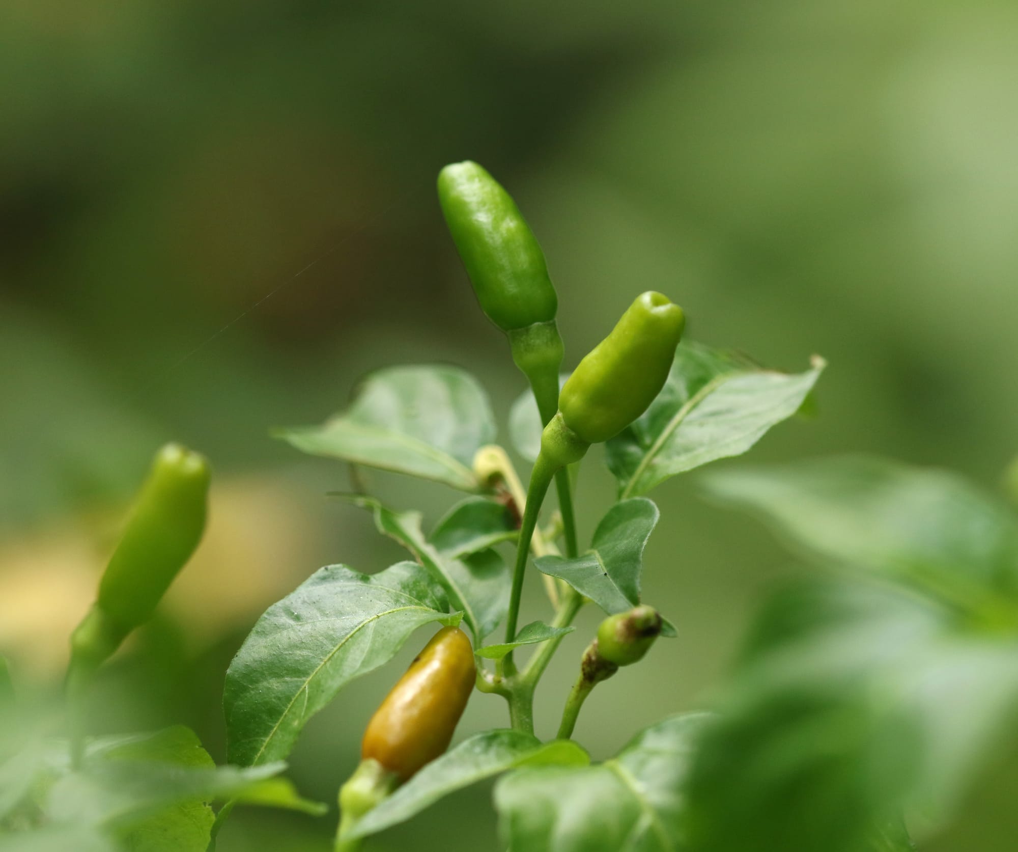 What's growing in the garden