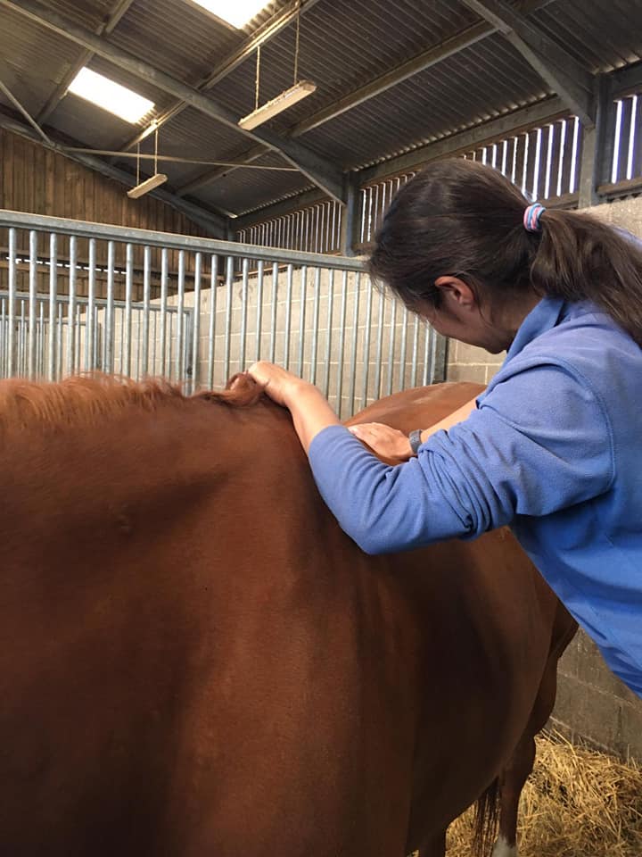 Equine Massage Therapy