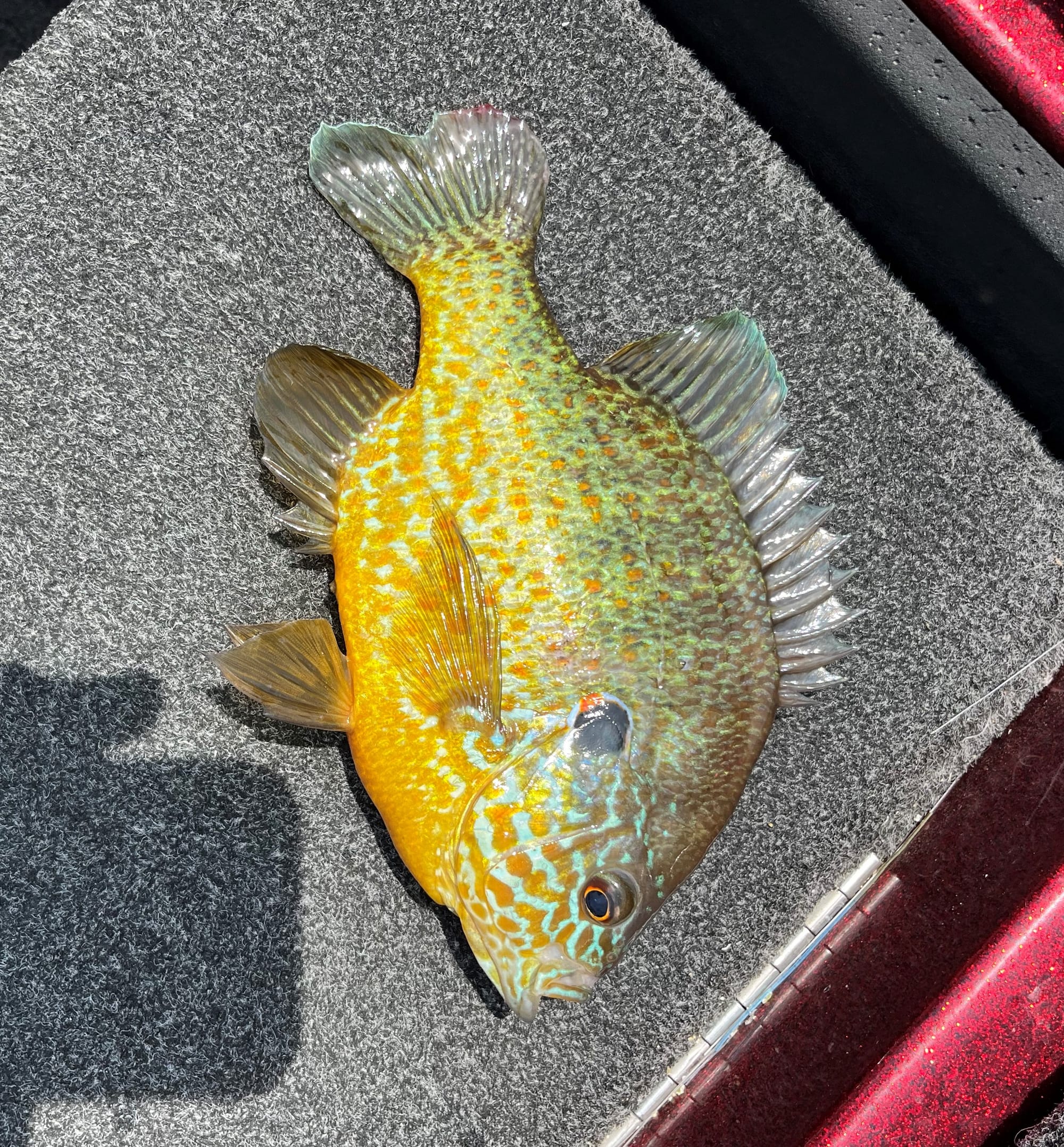 Sunfish